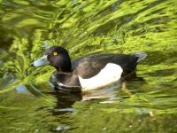 Tufted Duck (Aythya fuligula)