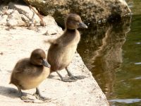 Tufted Duck (Aythya fuligula)