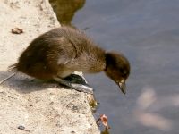 Tufted Duck (Aythya fuligula)
