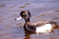 Tufted Duck (Aythya fuligula)
