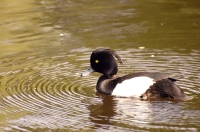 Tufted Duck (Aythya fuligula)