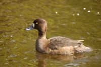 Tufted Duck (Aythya fuligula)