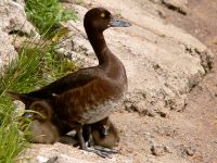 Tufted Duck (Aythya fuligula)