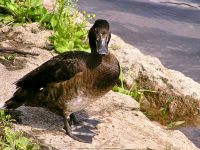Tufted Duck (Aythya fuligula)