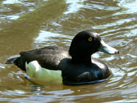 Tufted Duck (Aythya fuligula)