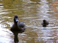Tufted Duck (Aythya fuligula)
