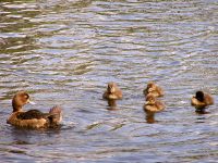 Tufted Duck (Aythya fuligula)