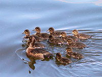 Tufted Duck (Aythya fuligula)