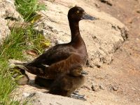 Tufted Duck (Aythya fuligula)