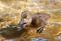 Tufted Duck (Aythya fuligula)