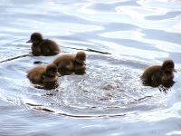 Tufted Duck (Aythya fuligula)