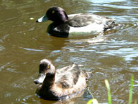 Tufted Duck (Aythya fuligula)