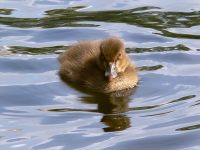 Tufted Duck (Aythya fuligula)