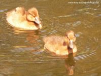 Tufted Duck (Aythya fuligula)
