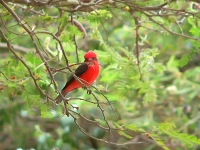 Vermilion Flycatcher (Pyrocephalus rubinus)
