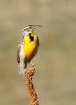 Western meadowlark (Sturnella neglecta)