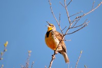 Western meadowlark (Sturnella neglecta)