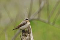 Northern Wheatear (Oenanthe oenanthe)