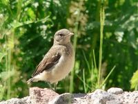 Northern Wheatear (Oenanthe oenanthe)