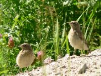 Northern Wheatear (Oenanthe oenanthe)