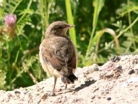 Northern Wheatear (Oenanthe oenanthe)