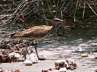 Whimbrel (Numenius phaeopus)