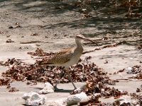 Whimbrel (Numenius phaeopus)