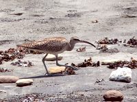 Whimbrel (Numenius phaeopus)