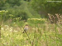 Whinchat (Saxicola rubetra)