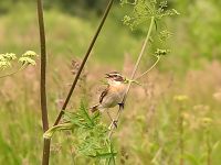 Whinchat (Saxicola rubetra)