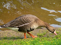 Greater White-fronted Goose (Anser albifrons)