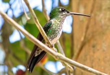 Weißnackenkolibri (Florisuga mellivora)