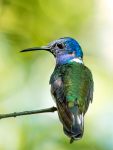 White-necked jacobin (Florisuga mellivora)