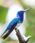 White-necked jacobin (Florisuga mellivora)
