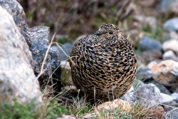 White-tailed ptarmigan (Lagopus leucura)