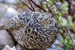 White-tailed ptarmigan (Lagopus leucura)