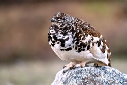 White-tailed ptarmigan (Lagopus leucura)