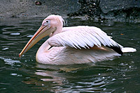 Great White Pelican (Pelecanus onocrotalus)