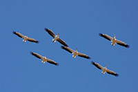 Great White Pelican (Pelecanus onocrotalus)