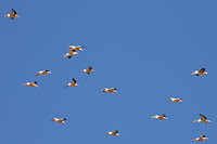 Great White Pelican (Pelecanus onocrotalus)