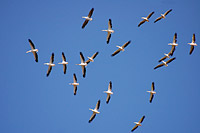 Great White Pelican (Pelecanus onocrotalus)