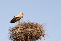 White Stork (Ciconia ciconia)