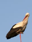 White Stork (Ciconia ciconia)