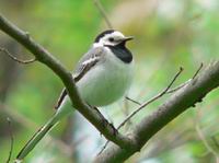 White Wagtail (Motacilla alba)