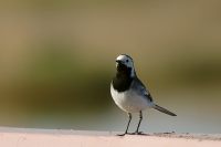 White Wagtail (Motacilla alba)