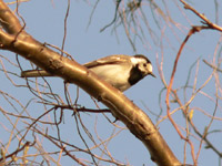 White Wagtail (Motacilla alba)