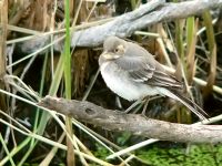 White Wagtail (Motacilla alba)