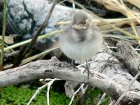 White Wagtail (Motacilla alba)