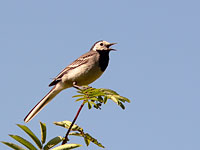 White Wagtail (Motacilla alba)