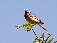 White Wagtail (Motacilla alba)